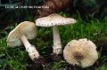 Lepiota brunneoincarnata-amf1175-1